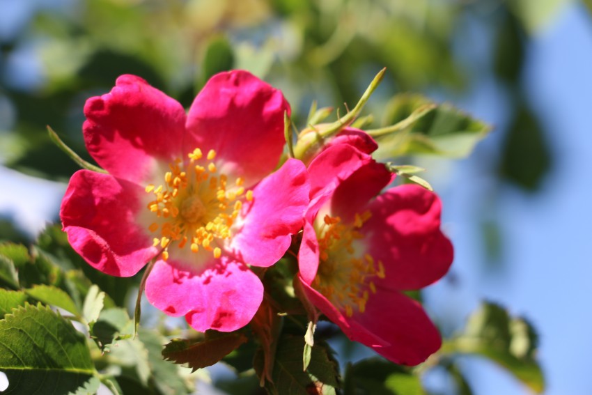 Sinjezeleni šipek (Rosa x dumalis) je do 2,5 metra visok čokat grm. Živo rožnati do rožnato rdeči cvetovi rastejo posamič ali do štirje v socvetju in imajo premer do 5 cm. Mladi poganjki in listi so nadahnjeni sinje zeleno. Najdevamo ga v zahodni in osrednji Sloveniji. 