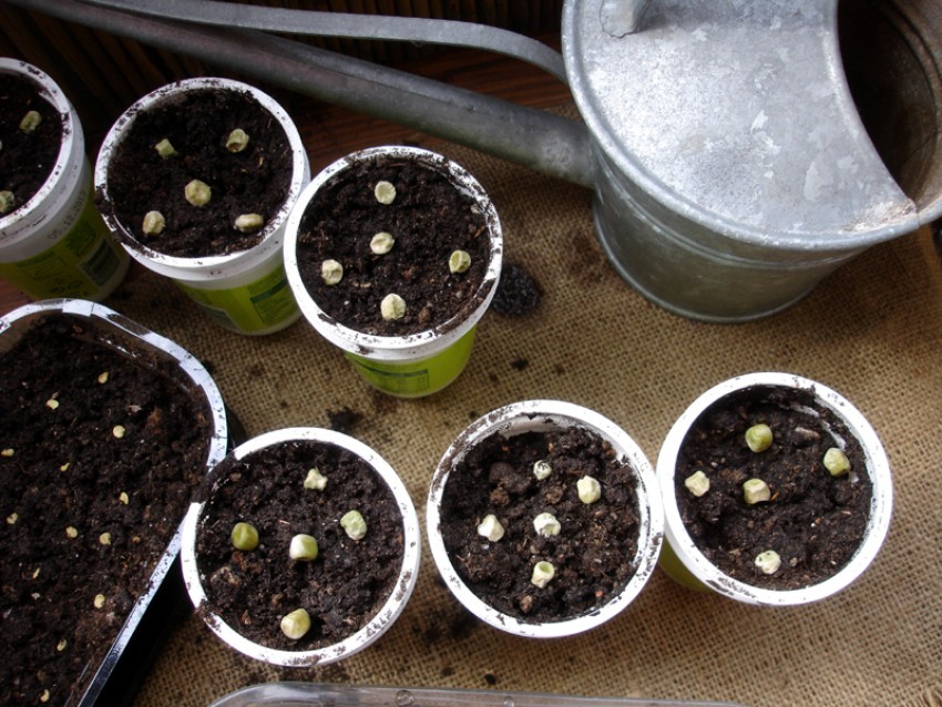 V lončke premera 10 cm posejem 5 do 7 semen graha.
