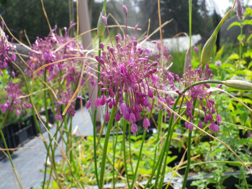 Eden izmed slovenskih samoniklih, divjih ali avtohtonih lukov (Allium carinatum) ni čisto nič občutljiv na sušo in se s svojim poznopoletnim cvetenjem lepo vključuje v ekstenzivne strešne zasaditve. 