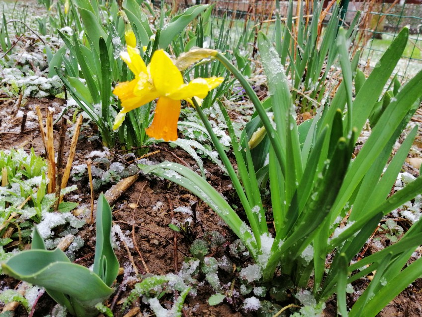 Narcise v snežinkah.