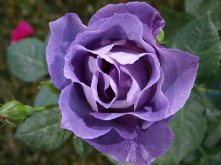Redek in zato toliko bolj poseben rožni cvet – skoraj indigo barve. 