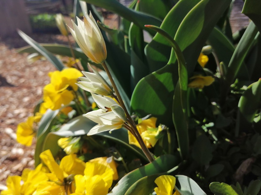 Pomlad je tukaj, kar naznanjajo tudi ti prekrasni botanični tulipani Tulipa turkestanica.