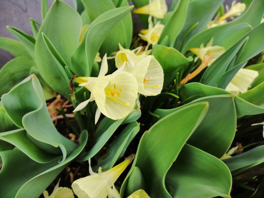 Mini narcisa Narcissus bulbocodium je že nekaj let stalnica mojih cvetličnih lončkov.