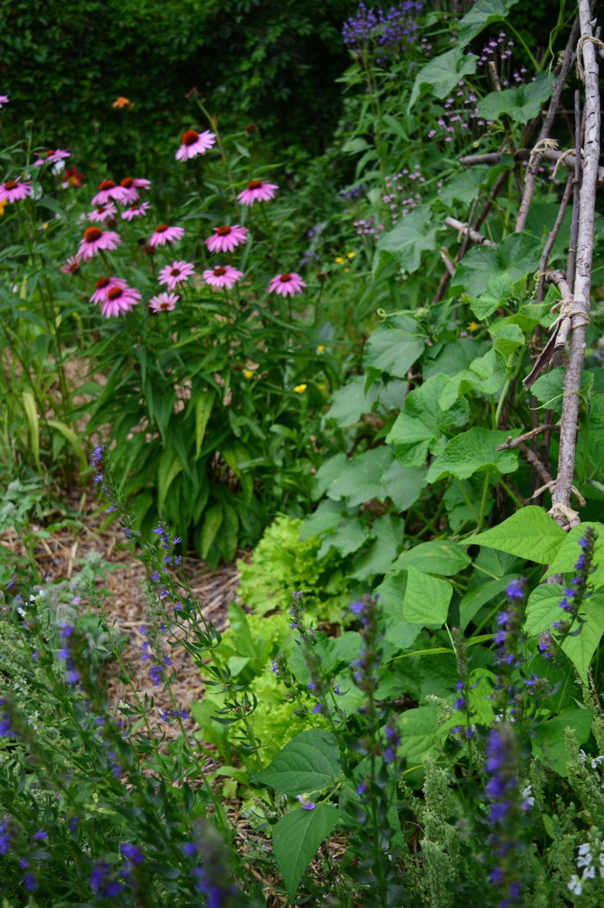 Ameriški slamnik je idealna rastlina za sajenje na robove gredic z vrtninami, tudi zaradi pokončne rasti. Njegovi cvetovi privabljajo opraševalce, za katere mu bodo hvaležne tudi vrtnine (denimo kumare na fotografiji). 