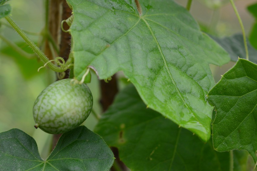 <p>Plod mehiške kumare zraste do 2 cm in je podoben lubenci.</p>