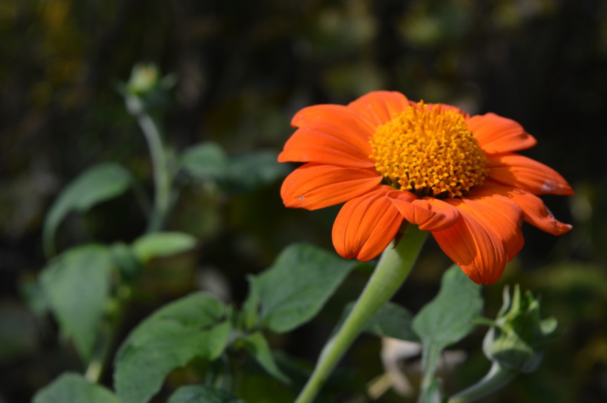 Mehiška sončnica je visoka enoletnica s temno oranžnimi cvetovi.