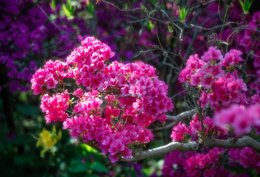 Luciano Viatori je bil velik ljubitelj barv, zato se lahko v njegovem vrtu barvitosti cvetov globoko priklonimo.