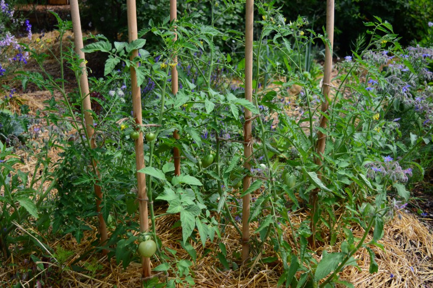 Paradižnik sadimo dovolj narazen. Priporočena razdalja je 50 cm med sadikami.