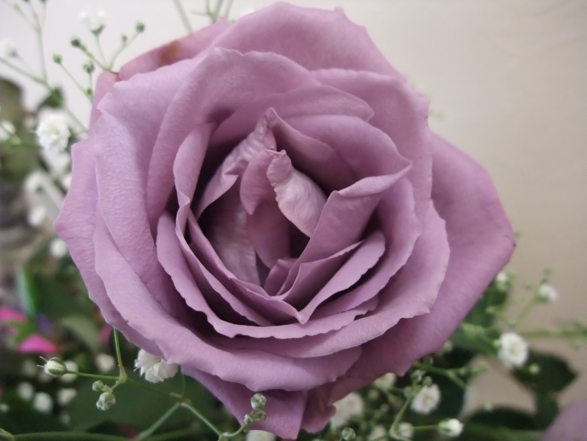 <p>V vrtnico 'Applause' so vnesli moder rastlinski pigment.</p>
