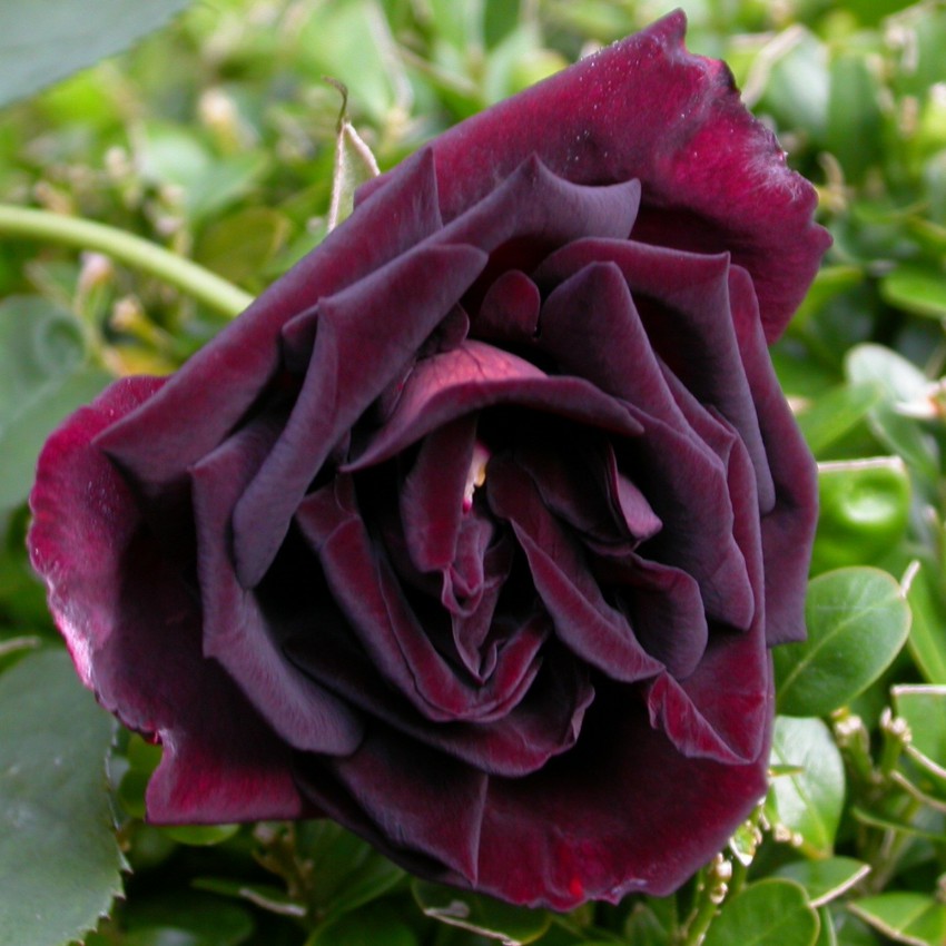 <p>Pri vrtnici 'Nigrette' so črni le zaprti popki.</p>