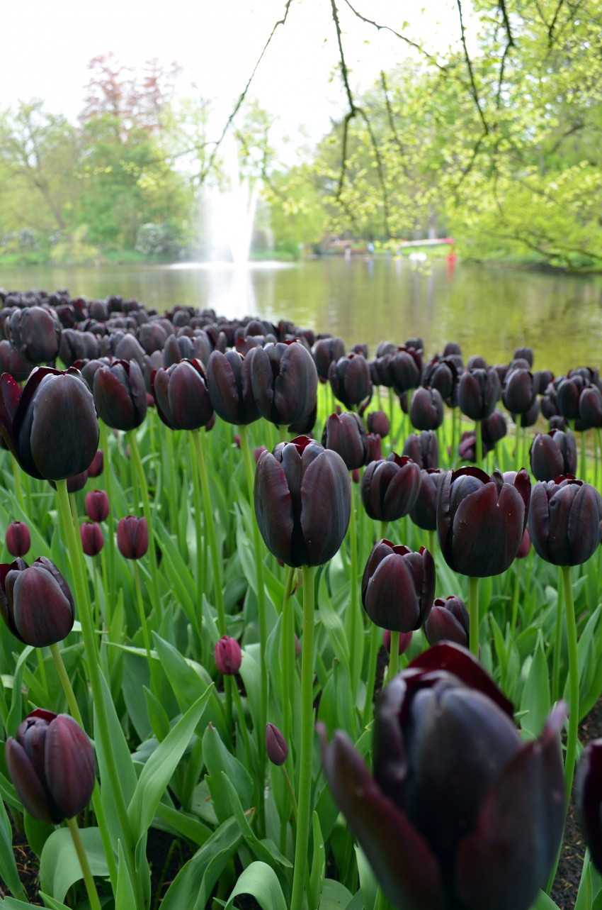 <p>Črni tulipani so v resnici temno vijoličasti.</p>