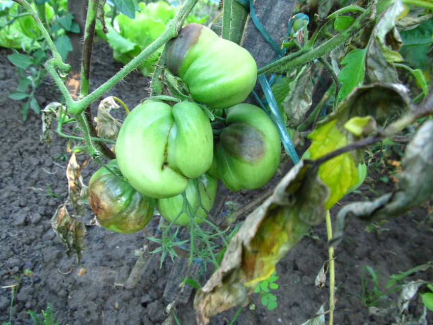 Krompirjeva plesen se pojavlja v vlažnih poletjih. Izvleček iz bezga bo pomagal obvarovati rastline pred to nadlogo.