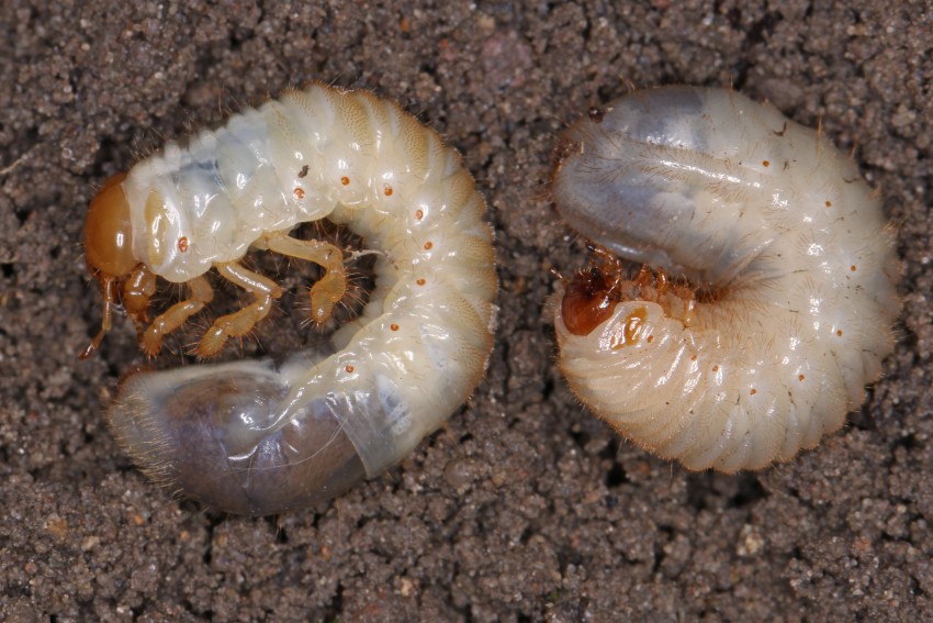 Razlika med ličinkama majskega hrošča (levo) in zlate minice (desno).