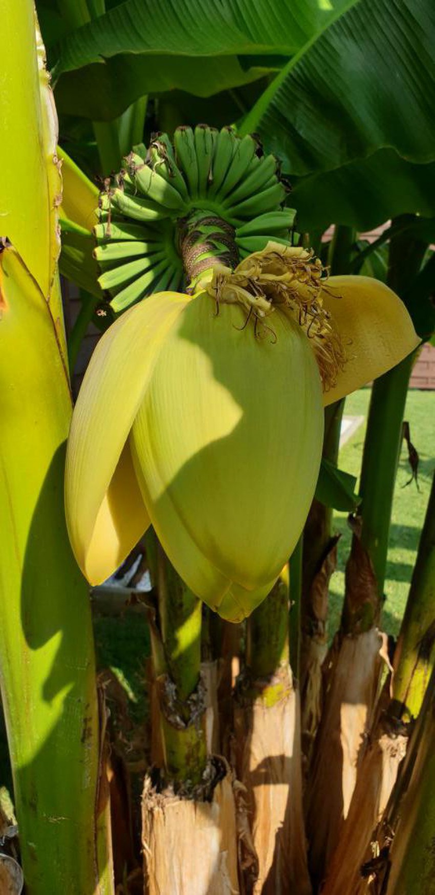 Bananovec (Suzana Galunič)