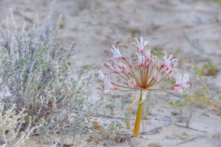 <p>Nerina v puščavi Kalahari</p>