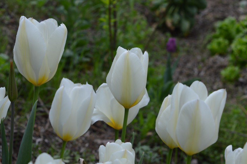 Barvna paleta je široka kar se da. Od nežno bele  - na fotografiji bela sorta tulipana »Purissima«.