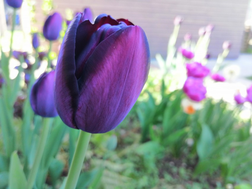 Najbližje črni barvi so žlahtnitelji prišli s sorto tulipana »Queen of Night«.