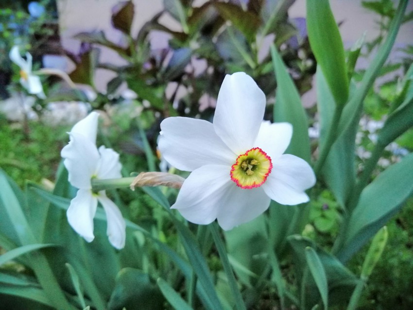 Meni najljubše so dehteče narcise Narcissus poeticus var. recurvus, ki so še najbolj podobna naši beli narcisi Narcissus poeticus ssp. Radiiflorus.