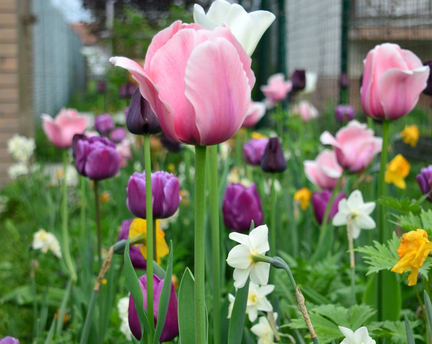 Več sort narcis in tulipanov, ki cvetijo ob različnem času, naredi gredo lepo že konec aprila. 