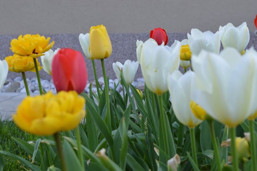 Ker bodo pretežno vijolično in roza cvetoče trajnice, ki rastejo na tej gredi zacvetele, ko tulipani že odcvetijo, so lahko le ti poljubnih barv. 