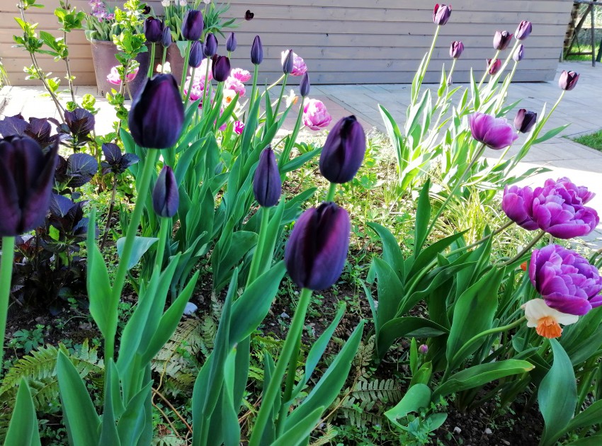 Na senčni gredi s hortenzijami, telohom, praprotjo in šašem raste več sort tulipanov in narcis. 