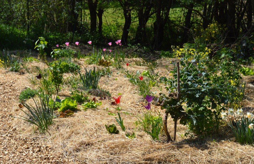Ko narcise odcvetijo, pa zelenjavne gradice polepšajo tulipani. 