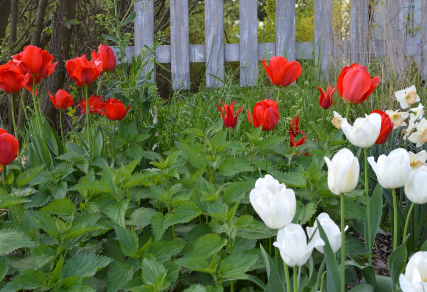 V divjem delu vrta se beli in rdeči tulipani še kako podajo k mladim koprivam. 