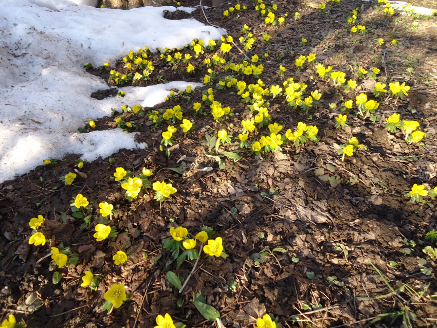 Jarice zacvetijo že januarja in marsikdaj živo rumeni cvetovi kukajo izpod snega. 