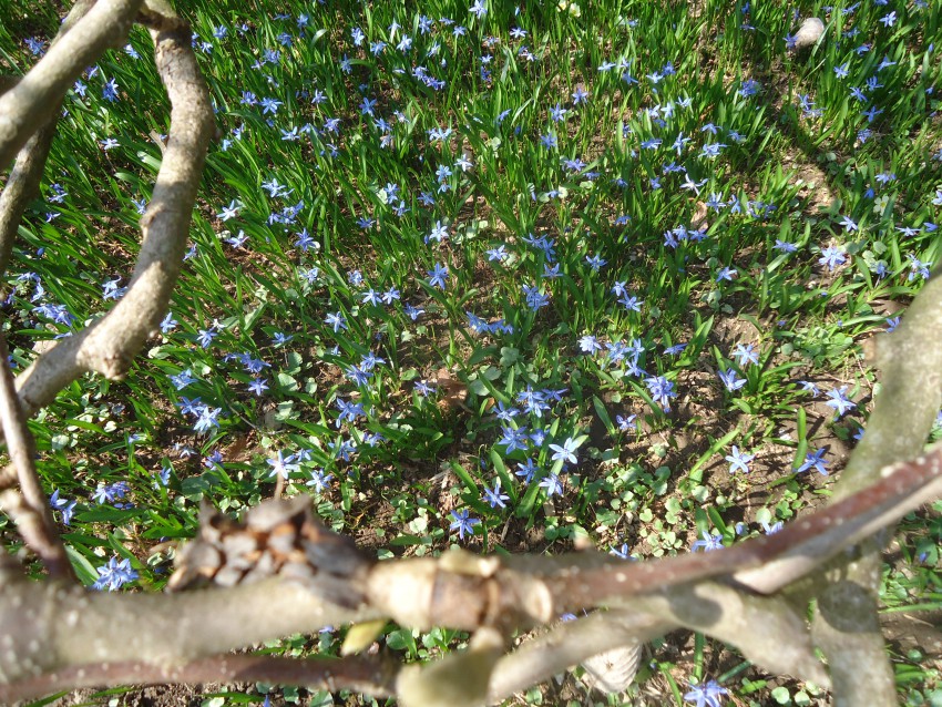 Snežna modrica popestri tla pod drevjem že v februarju in marcu. 