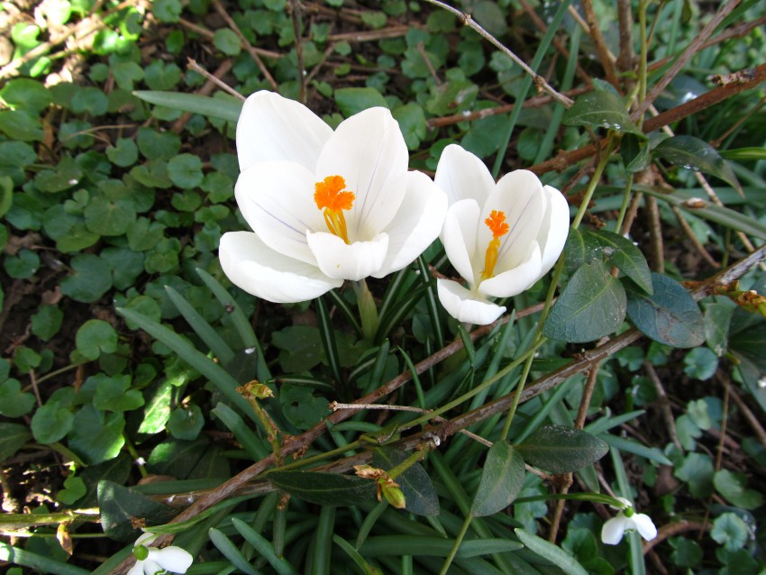 Spomladanskih žafranov je kar nekaj sort, med meni ljubimi je tudi tale nežno bele barve, s temnimi žilami na cvetnih listih in rumeno oranžnimi prašniki in plodnico.