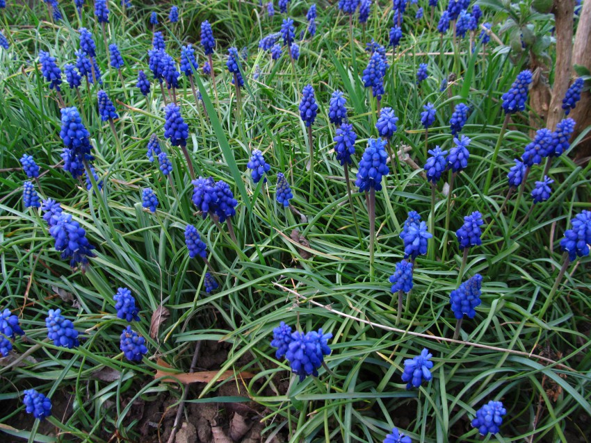 Hrušice prekrijejo tla z modro odejo v aprilu in maju. Poznamo pa tudi bele in vijoličaste sorte. 