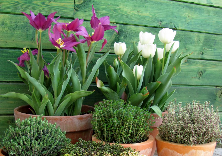 Dva cvetlična lonca, zasajena vsak s svojo sorto tulipana. Vijoličasti je že zaključil s cvetenjem, bel pa je ravno na višku.