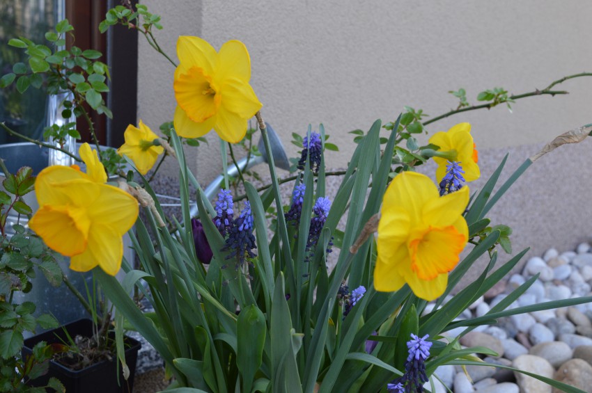Aprila cvetoča kombinacija hrušice in narcise sorte ´Goldflake´ v cvetličnem lončku.