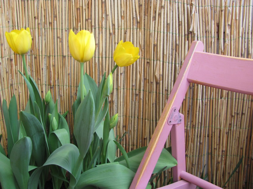 Rumeni tulipani sorte´Golden parade´ poživijo balkon zgodaj v maju.