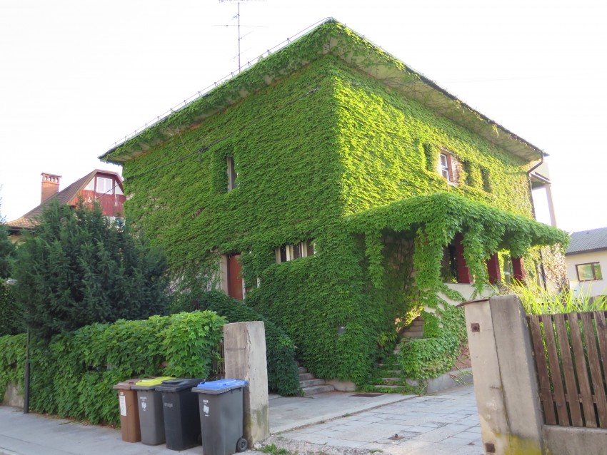 Zelena fasada je poceni in učinkovita zaščita stavbe pred zunanjim hrupom. Listi ga absorbirajo, odboja od stene ni.
