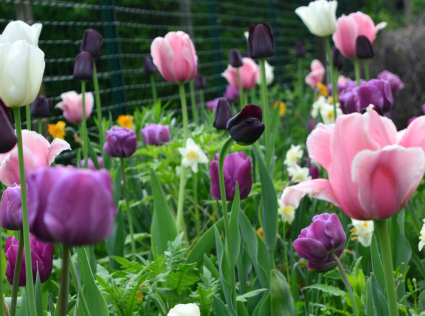 Greda s trajnicami bo lepa veliko prej, če med njih posadimo več sort narcis in tulipanov, ki cvetijo v različnih obdobjih. Na sliki je greda zasajena po principu travnika v trenutku, ko je na višku cvetenja – le zgodnje narcise so že odcvetele. 
