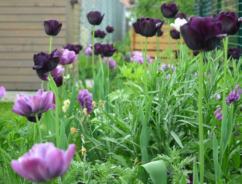 Kasneje, ko so trajnice že dobro razvite, gredo krasita še dve pozni sorti tulipanov, skoraj črn ´Queen of Night´ in vijoličast s polnim cvetom ´Blue Diamond´.