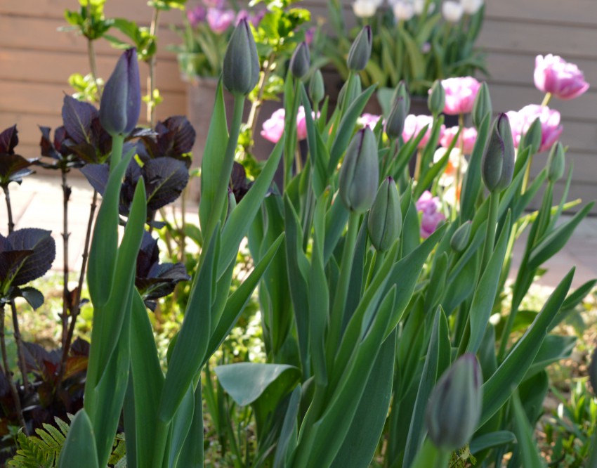 Čebulnice lahko sadimo med trajnice tudi v večjih skupinah. V ospredju krasi gredo s hortenzijami, praprotjo, astrami in telohom pozna sorta tulipana ´Queen of Night´, ki je še v popkih. Za njo pa je v polnem cvetenju sorta ´Blue Diamond´.