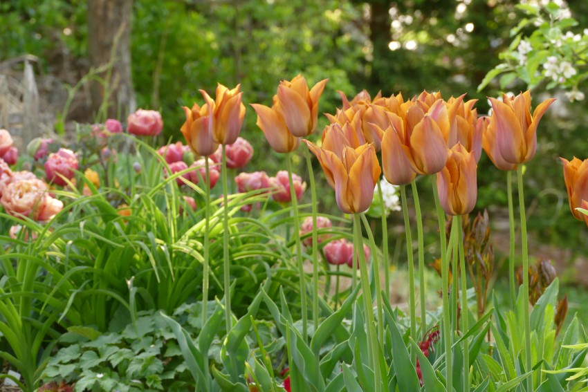 Na tej gredi so tulipani posajeni med trajnice v pasovih – večje skupine ene sorte. V ospredju očarljivi ´Request´, v rjavo oranžnem tonu, za njim pa glamurozen tulipan sorte ´Cooper Image´, katerega cvet spominja na potoniko. 