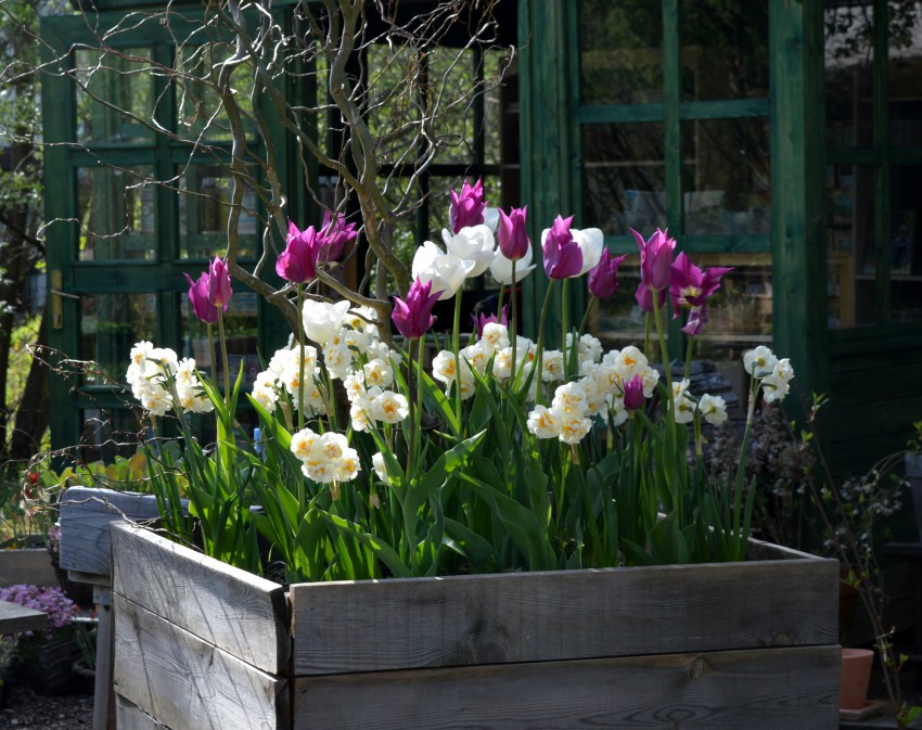 Ne samo privlačna ampak tudi opojno dišeča je tale kombinacija v velikem lesenem koritu. Narcisa sorte  ´The Bride´ je glavni krivec za prijeten vonj. Zacveti že aprila, kasneje pa se ji pridružita še v maju cvetoči sorti tulipanov, nežna z belimi rahlo rožnato navdihnjenimi cvetnimi listi ´Blushing Girl´ in sorta z lilijastimi cvetovi ´Purple Dream´.