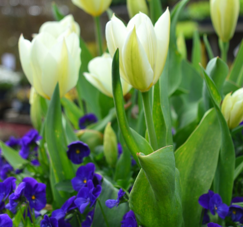 Bela sorta zgodnjega tulipana ´Purissima´ je tako elegantna, da ne potrebuje dodatkov. Le tla pod njo sem pokrila z modro drobnocvetno mačeho. 