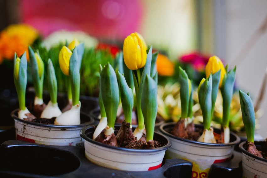 <p>Tulipani potrebujejo za dobro cvetenje tudi do 16 tednov hladnega obdobja.</p>