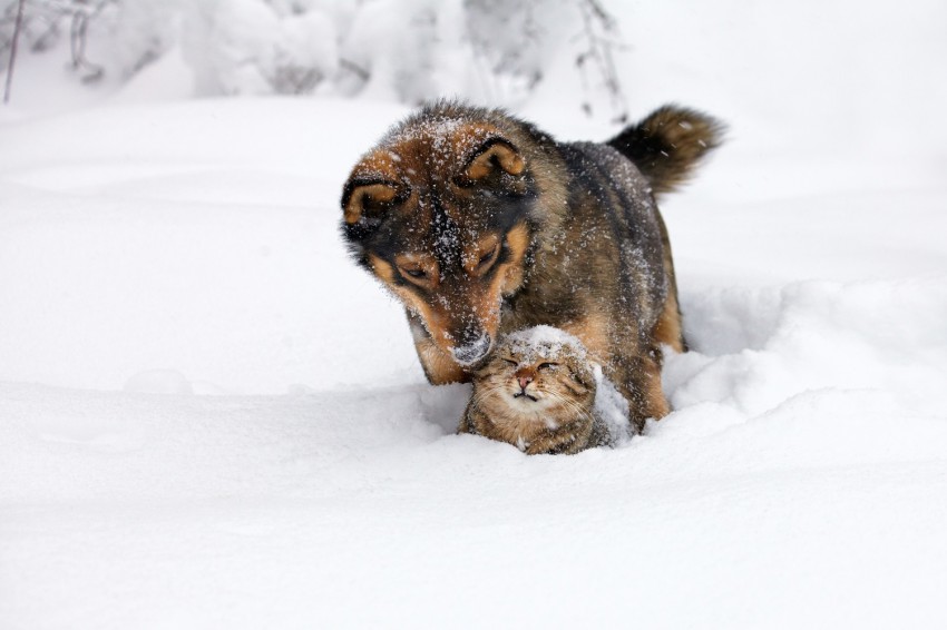 Vaš kuža obožuje igro v sveže zapadlem snegu, ga vleče na mrzle sprehode ali se raje razvaja na svojem ležišču? 