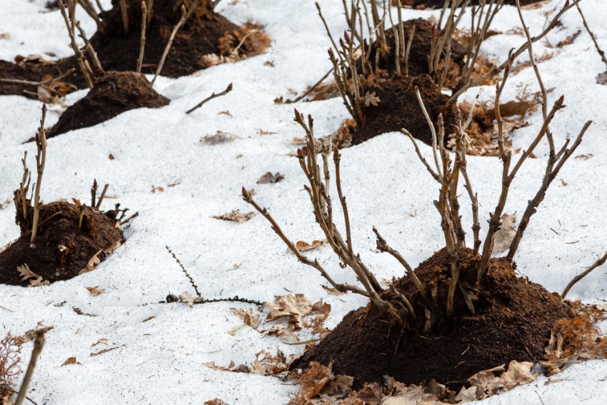 <p>Dobri oskrbniki redne vrtnice pred zimo osujejo več decimetrov visoko s kompostiranim hlevskim gnojem.</p>