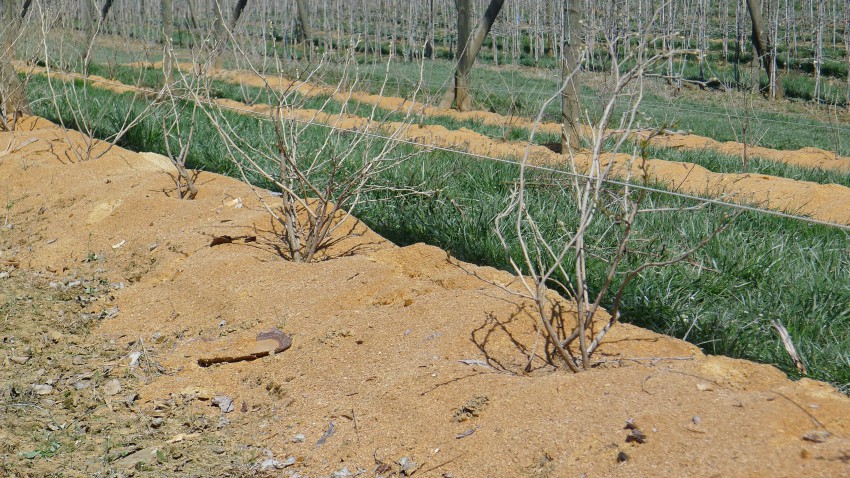 <p>Zaščito korenin pred mrazom je pozimi predstavljala debela plast žagovine. Na fotografiji mlade ameriške borovnice.</p>