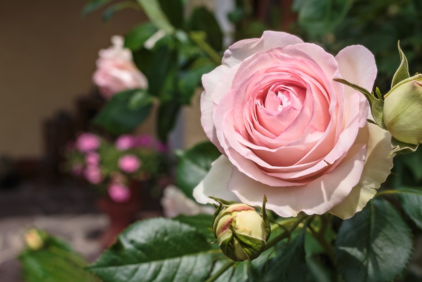 <p>Vrtnica 'Pierre de Ronsard' je slovenska vrtnica leta 2019.</p>