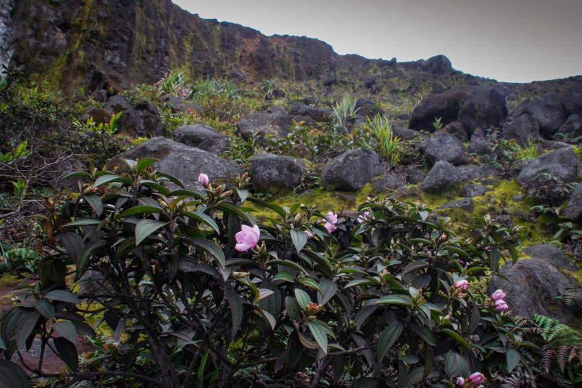 <p>Camellia sasanqua na naravnem rastišču v japonskih gorah.</p>