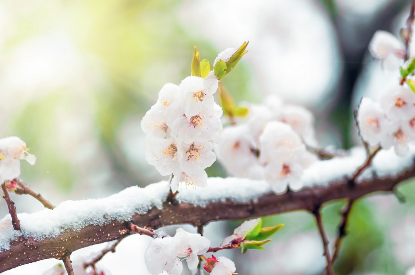 Cvetoči marelici ne bo toliko nevaren morebiten sneg, temveč  temperature pod lediščem.