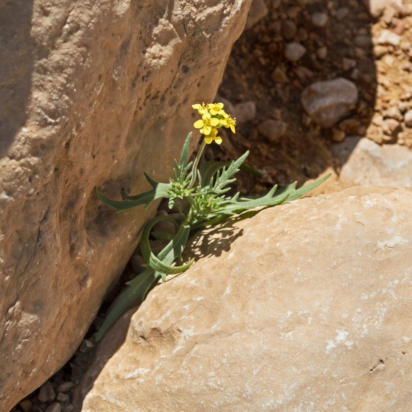 <p>Divjo rukvico (<em>Diplotaxis</em><em> tenuifolia) </em>pogosto srečamo na zelo kamnitih tleh. Kot vse rukvice izhaja iz širšega sredozemsko-bližnjevzhodnega območja.</p>