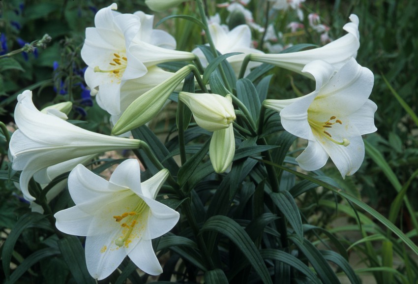<p>Nekdaj so bile najpogostrejše bele trobentaste lilije.</p>